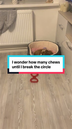 I wonder how many chews it takes for me to break the circle 😂🐶🐾🧡🤍 #fyp #viral #dog #dogs #doggo