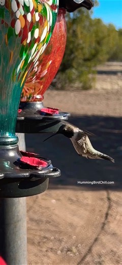 Little bird has some serious wing power! 🐦💨 #hummingbird