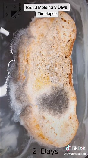 Bread Molding Time Lapse: 8 Days Mold Growth