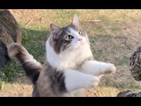 Cats having FUN at the Beach