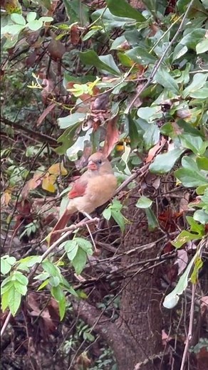 Female Northern Cardinal (Red Bird) #songbird #beautiful #cardinals #cardinal