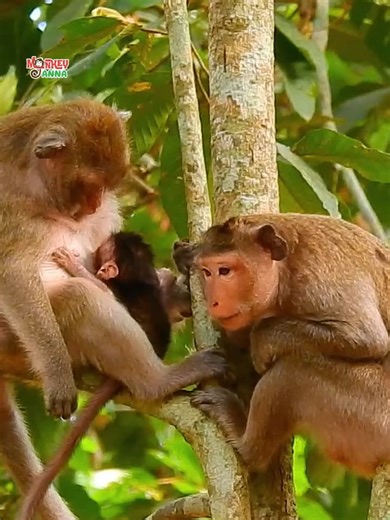 Poor baby cry so hard, Mom failed to rescue. | Monkey Jody