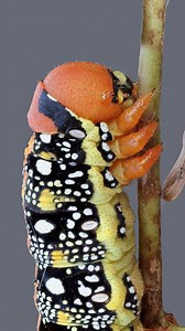 3.1M views · 62K reactions | Hyles euphorbiae, the spurge hawk-moth, is a European moth of the family Sphingidae. Great Tit bird tweeting in the background, slowed down to reveal how it sounds like a completely different animal. Photographed in Zhytomyr, Ukraine. September 2024. | MacroLab3D | Facebook