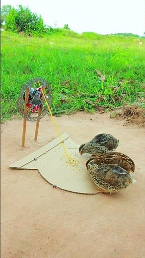 Create Simple DIY Bird Trap // Quail Trap # easy quail trap #shorts