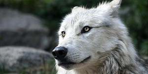 Quiz: Is This U.S. Animal Native Or Invasive?