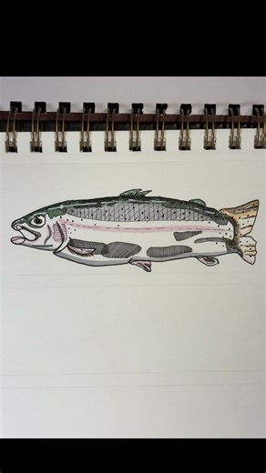 Design Process explanation: As an artist, my work is rooted in modified blind-contour and gesture-based observation drawings. I try to capture fish the way fishermen experience them: briefly, imperfectly, and in motion. These drawings aren’t meant to be hyperrealistic or generic. They’re meant to hold life, color, and memory. They’re drawn in one continuous line without looking (for the most part) at the paper. I like how they all turn out so unique and you never really know what the outcome wil