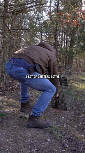 Maximize Your Predator Trap Success