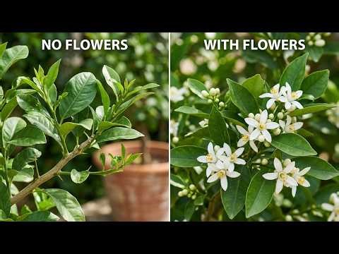 Stop Wasting Energy! Force Your Lemon Tree to Bloom (Nobody Tells You)