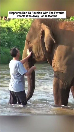Animals Never Forget Those Who Save Them...