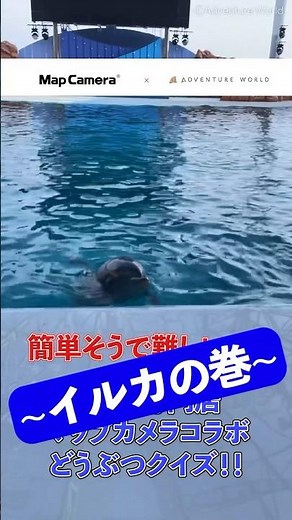 【カメラ専門店マップカメラコラボ】飼育スタッフからの挑戦状～イルカの巻～