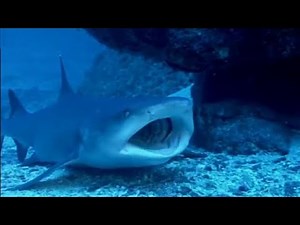 Avoid Sharks! | Turtle's Guide to the Pacific | BBC Earth