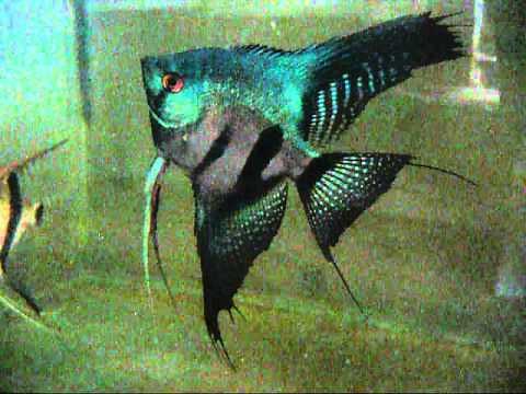 Pterophyllum scalare Pinoy Ghost Angelfish