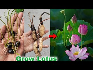 How to grow lotus plant at home, How to grow lotus Rhizome [English cc]