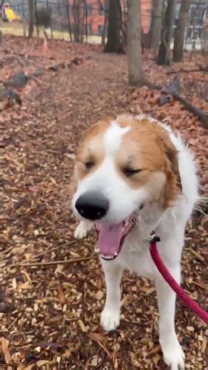 Meet Larry the Lobster a Mixed Breed, Large (over 44 lbs fully grown) currently available for adopti