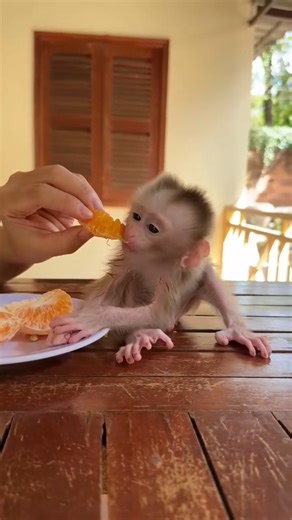 Beautiful newborn baby Monkey daily routine #fbreels #adsonreels #monkey #babymonkey #fblifestyle #cutebabymonkey #lovelymonkey | Animal Site
