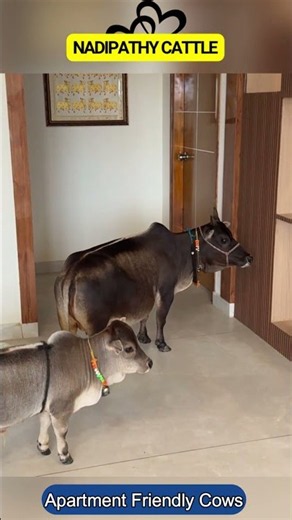 Apartment Friendly Cows,Cutest Nadipathy Breed| #cows #viral #yt #farming #miniature #minicows
