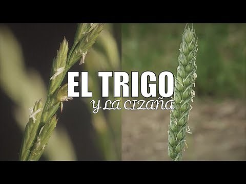 The Wheat and the Tares - Parable - Reflection