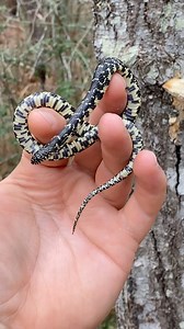 Check out this speckled kingsnake I found under my tin. 🐍 | Justin Doll