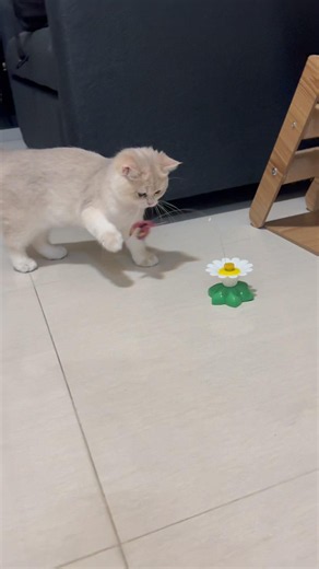 Totoro VS butterfly 🤣