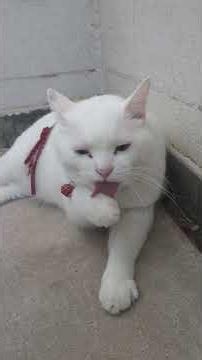 トート君の朝のお手入れ #cat #オッドアイ #ねこのいる生活