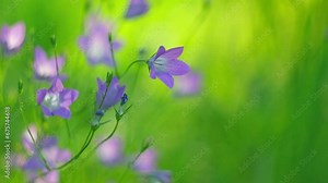 Alpine meadow. Purple Campanula Flowers is swayed. Fantasy nature backdrop. Golden hour. Sunset soft light. Summer Fairy Tale Lawn. Feeling free and happy. Warm day illuminates the petals. Bellflowers