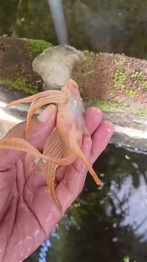 memilih indukan pleco slayer #ikanhias #pleco