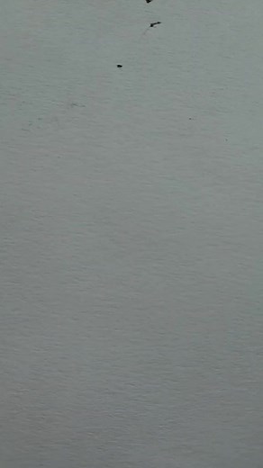 Learn to draw Pepe. Drawing a picture of Pepe, Learn to draw a picture of Pepe