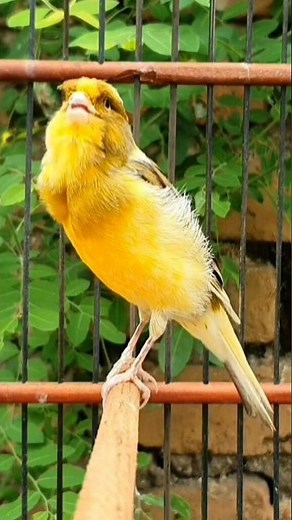 soothing bird chirps | animal sound #canary #bird #lovebirds