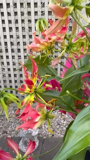 How do you learn large floral structures online ? It is possible as part of our module 4 starting on the 10th November we will teach you all the mechanics for creating these designs as well as the techniques for creating amazing floral displays For more details send me an email There is government funding of over €400 ….. info@kaysflowerschool.com | Kays Flower School