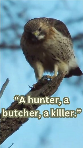 Red-Tailed Hawk: Sky Butcher 🦅💀