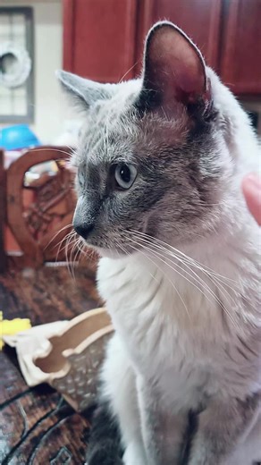 cat guitar 😅 #cat #guitar #funny #pets