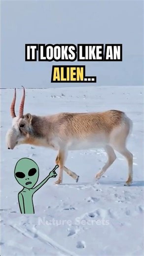 The Alien Antelope You’ve Never Heard Of 👽 | Nature’s Forgotten Masterpiece 🦌