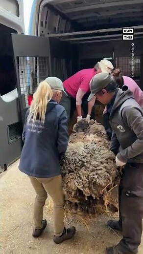 Sheep Gets 80+ lbs of Wool Removed