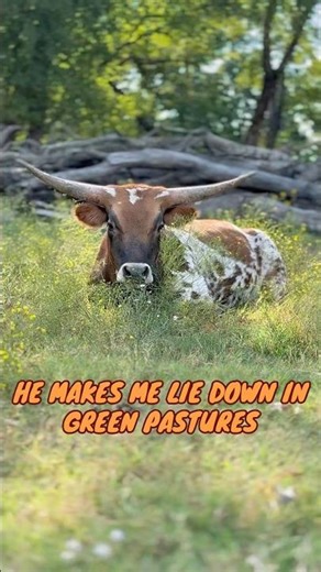 Psalm 23:2 lived out in miniature #faithfamilyfarm # psalm23 #miniaturelonghorns