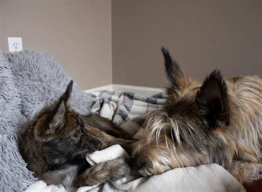 Berger Picard Puppies For Rehoming and Adoption | What’s your Berger Picard name | Facebook