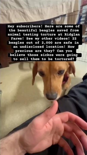 Ridglan Farms Beagles Saved from Animal Testing! 22 are SAFE! Approximately 1,977 Still Remain🐶