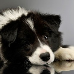 Il achète un chiot Border Collie sur Internet : le vétérinaire l’examine et fait un diagnostic dévastateur