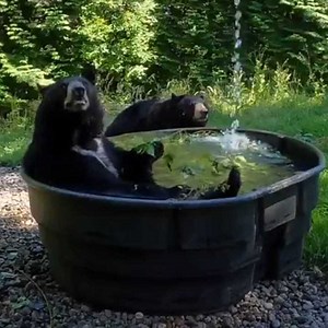 'Takoda has the bear conditioner on full blast' - Oregon Zoo How are you handling the record-setting heat wave? katu.com/ChimeIn | KATU News