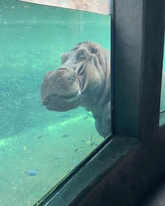2.4M views · 291 shares | Sneak attack! 狼 | San Antonio Zoo | Facebook