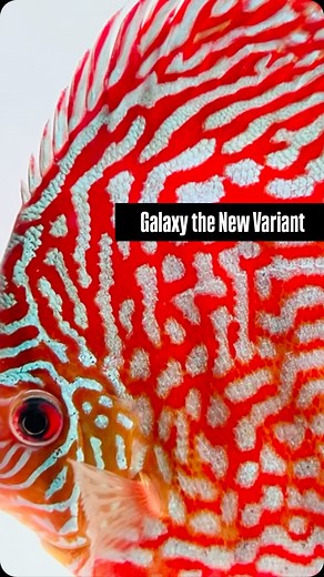 Get ready to be awestruck by the Galaxy Turquoise Discus✨❤️ - a celestial wonder that’s landed in our aquariums! With its breathtaking deep red-blue coloration and stunning cage patterns, this fish is a true showstopper. Don’t miss your chance to own a piece of the galaxy. #mumbai #discusfish #discus #aquarium #hobby #explorepage #reels #mdg | Vicky S