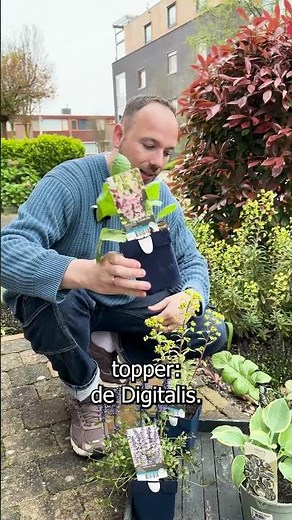 Intratuin - Plant First Aid - Shade Plants