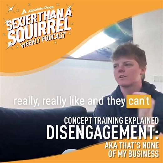 Ever spotted a spider in your bedroom, gone to get the hoover to suck it up, come back and it’s gone? Except… you know it’s not really gone. And now you can’t stop thinking about it 😱🕷️ In this episode of the Sexier Than a Squirrel podcast, Lauren and Sam continue our brand-new series exploring concept training - and this time they’re chatting all things disengagement. From squirrels to scents to snacks on the pavement, we break down why dogs get stuck, how to help them see that some things ar