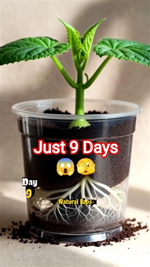 Mini Cucumber Growth Timelapse Seed to Plant ☘️