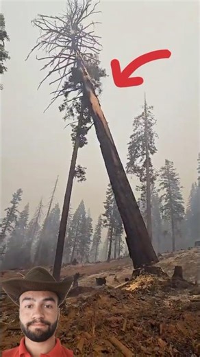 Master Tree Cutting Skills by Professionals 🔥 #treecutting #treehouse #treeremoval