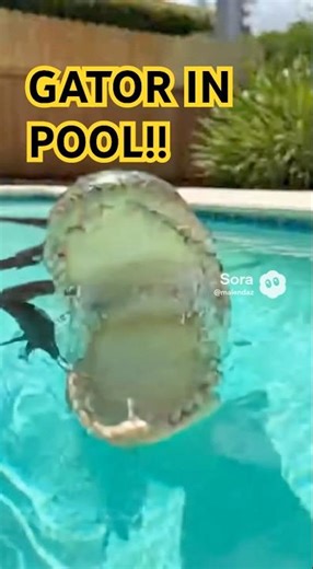 Alligator Alligator Appears in Backyard Pool… Man Barely Escapes😳🐊