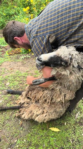 Understanding the Arapawa Sheep’s Unique Grooming Needs
