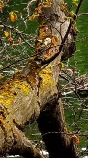 Spring Idyll on the Water | Ducklings and a Coot in One Frame 🦆 #duck