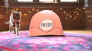 1K views · 23 reactions | Happy St. Francis Day! Looking for a DIY project you can do with your cat to celebrate the patron saint of animals? SALT’s got you covered! This super simple DIY cat tent is fun to make and even more fun to watch your cat enjoy - high fives all around! | SALT Project | Facebook