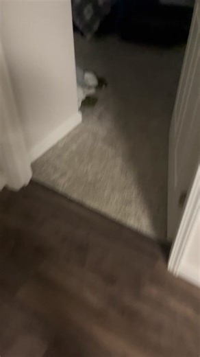 Boys Complimenting My Looks in DMs - Bassador Rescue Story