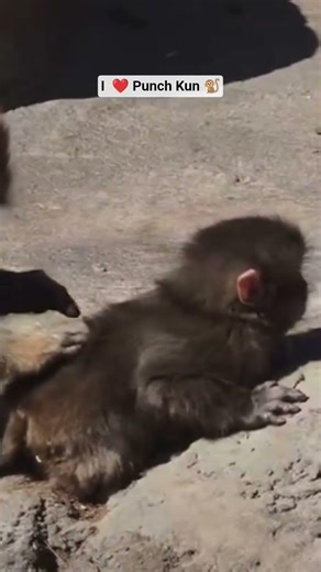 Punch Kun Monkey punchi punche chango macaco punch #macaque #punchthemonkey #punch #punchy #punchi
